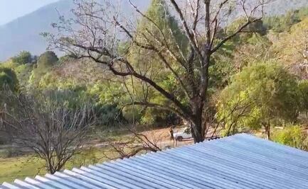 Productor de mezcal en Oaxaca sufre agresión armada; denuncia hostigamiento y amenazas