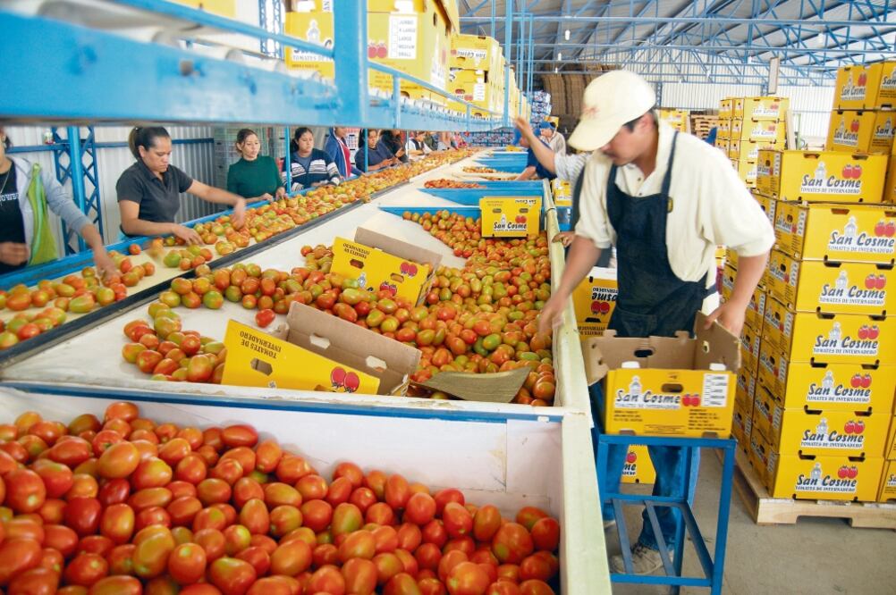 En septiembre se conocerá el fallo del Departamento de Comercio con el cual se puede quitar la cuota compensatoria que paga el jitomate mexicano. Foto: ARCHIVO. EL UNIVERSAL