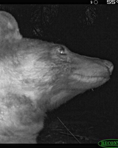 Oso se "roba" corazones al tomarse más de 400 "selfies" con cámara de vida silvestre en EU