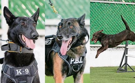 Balto, Cali y Sori se integran a la unidad canina de la policía
