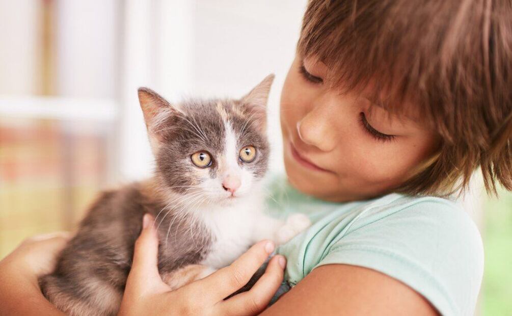 Recuerda que debes tener tacto y paciencia al bañar a tu gato, incluso si a tu gato le gusta el agua. 

Foto: Producción El Universal