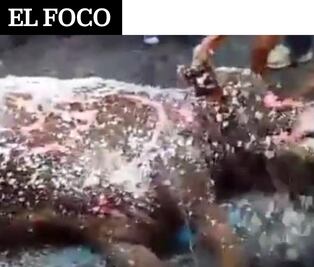 El Foco: ¿El toro maltratado aún estaba vivo?