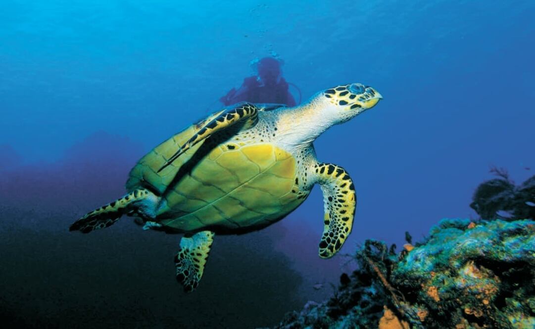 Cozumel is located in Quintana Roo - Photo: Sergio Suárez/EL UNIVERSAL