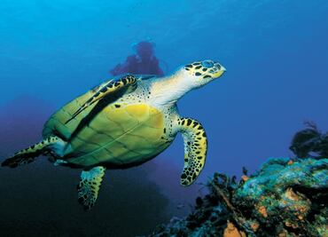 Endemic fauna of Cozumel is highly endangered by invasive species