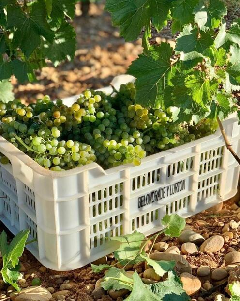 España está de fiesta con el día del Verdejo