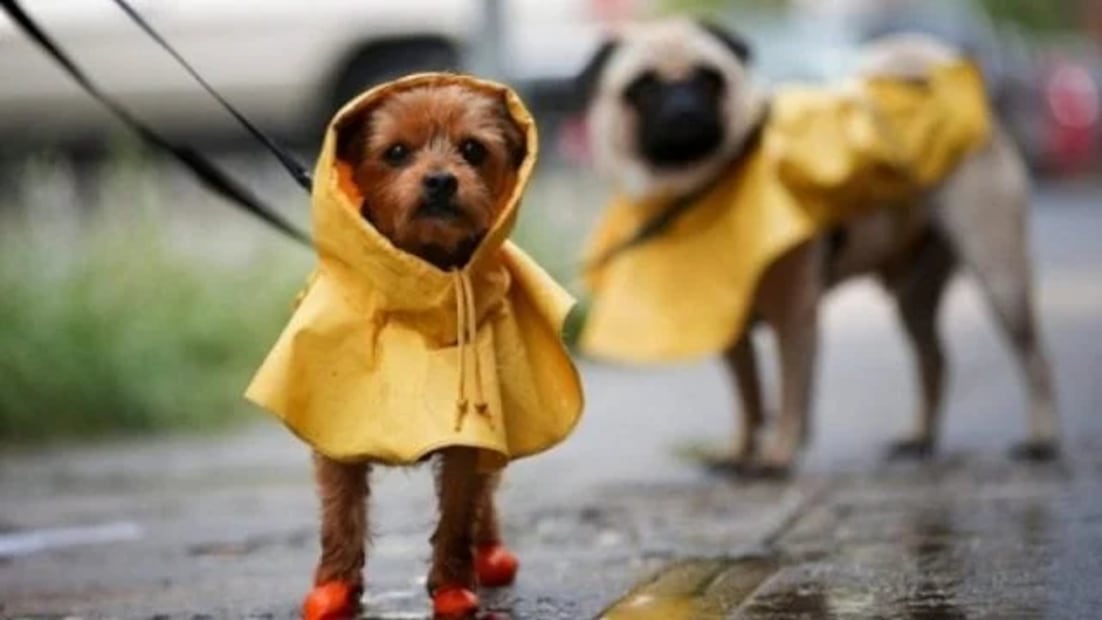 Los paseos diarios son una parte importante del bienestar de un perro, por lo que se deben interrumpir lo menos posible para que tu perro pueda estar relajado y activo.

Foto Producción El Universal