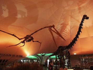 Lánzate a la dino kermés del Museo de Historia Natural