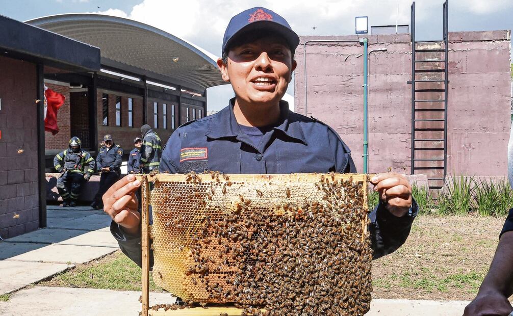 Una vez que las abejas son retiradas de las zonas urbanas, en solo 24 horas pueden comenzar a crear una nueva colmena, de acuerdo con los bomberos. Foto: Gabriel Pano / EL UNIVERSAL