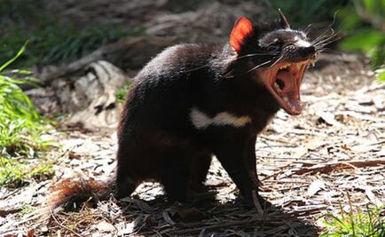 El demonio de Tasmania podría tener la clave contra tumores