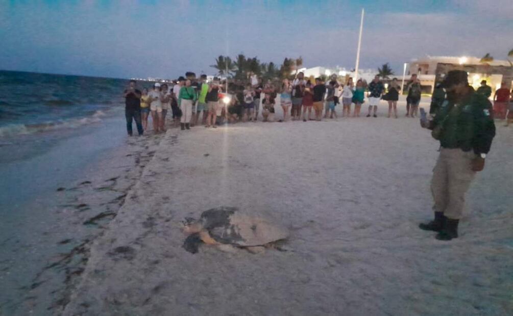 El Campamento Tortuguero del Cetmar 17 se prepara para la temporada de anidación de tortugas en la costa yucateca (04/03/2025). Foto: Especial
