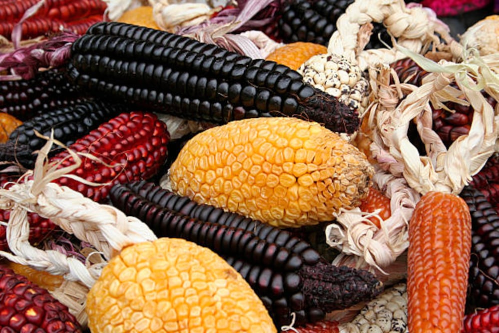 El maíz es un alimento base en la nutrición de los mexicanos. Foto: Tatiana Murcova / iStock