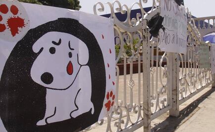 Abren vía a protección animal