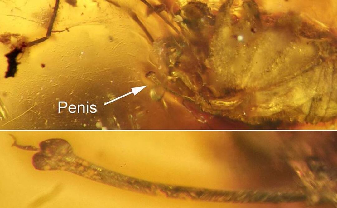 Se trata del primer hallazgo de un órgano copulativo masculino de esta naturaleza. (FOTO: sciencemag.org)