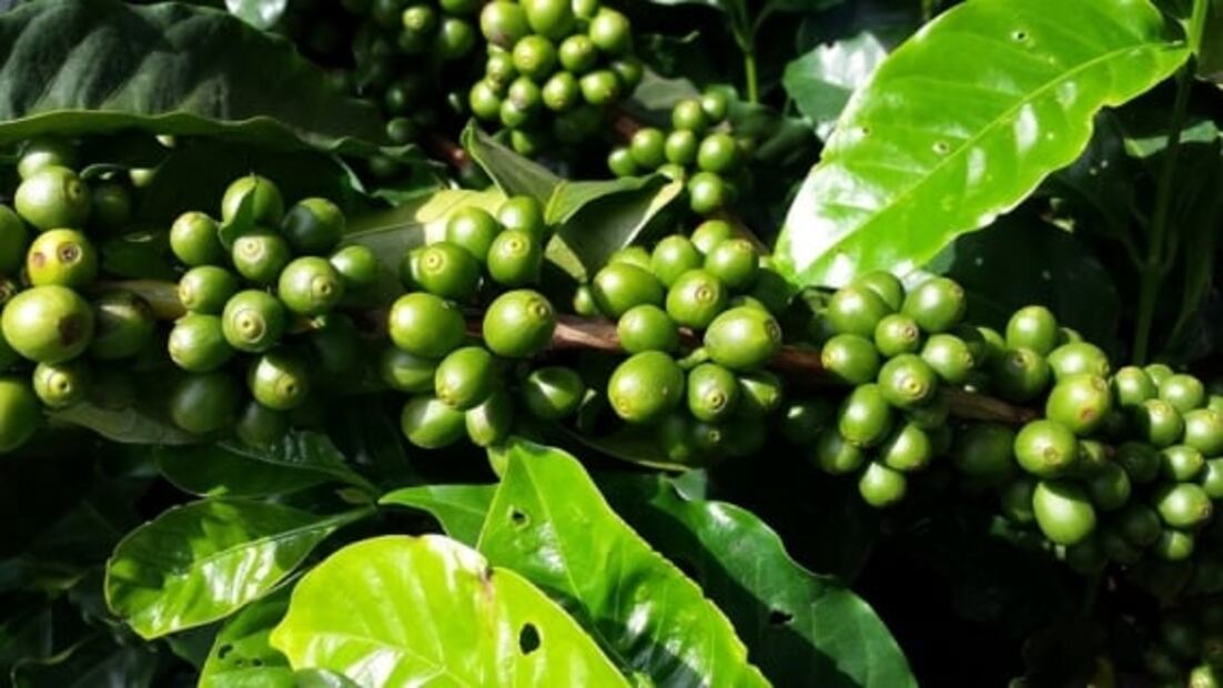 Curiosidades que quizás desconocías sobre el café