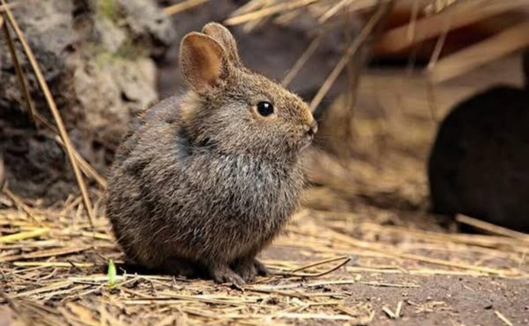 El nombre científico del teporingo mexicano es Romerolagus diazi. Foto: Semarnat