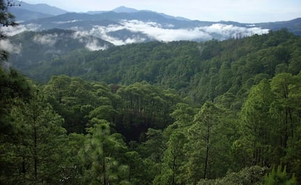 Aunque lo presuma AMLO, Sembrando Vida tiene impacto negativo