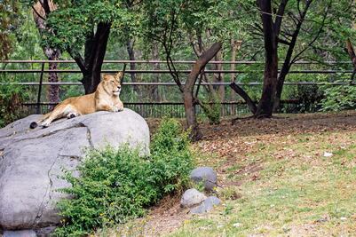 Zoológico de Chapultepec celebra sus 100 años; es parte de "todos los mexicanos": Marielena Hoyo Bastien