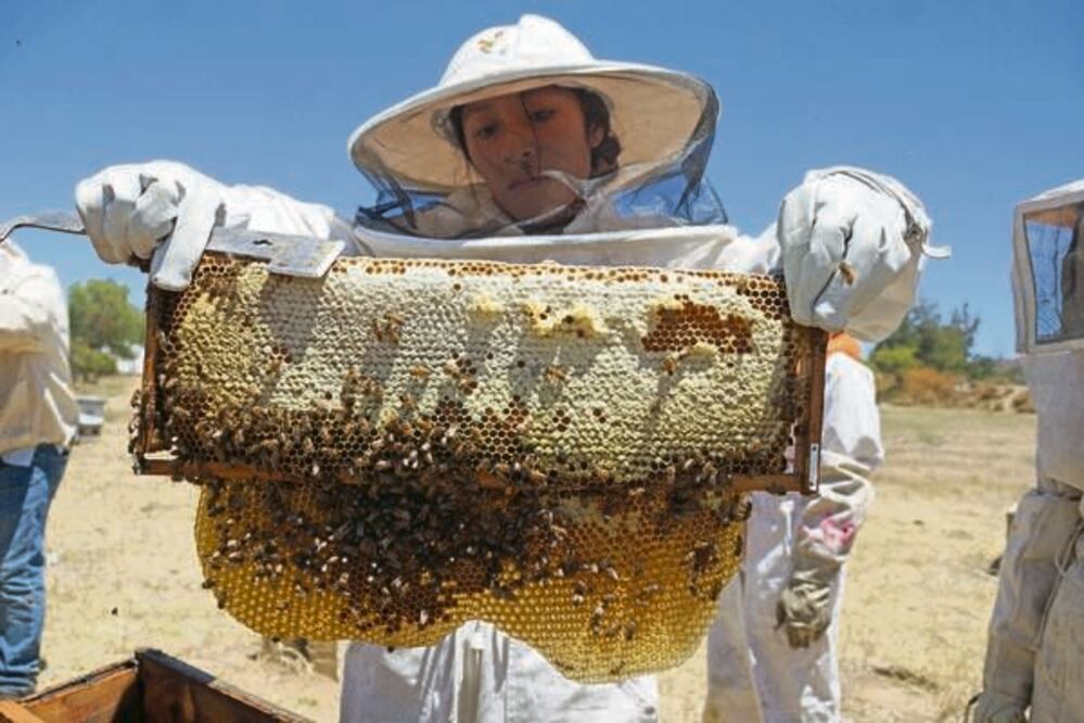 Abejas. Foto: Especial