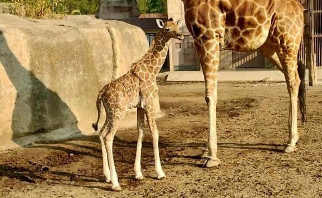 Después de un mes de votaciones,  el nombre de “Tafari” fue el que tuvo más votos; la bebe jirafa nació en el Centro de Conservación de la Vida Silvestre de San Juan de Aragón. Foto: Especiales
