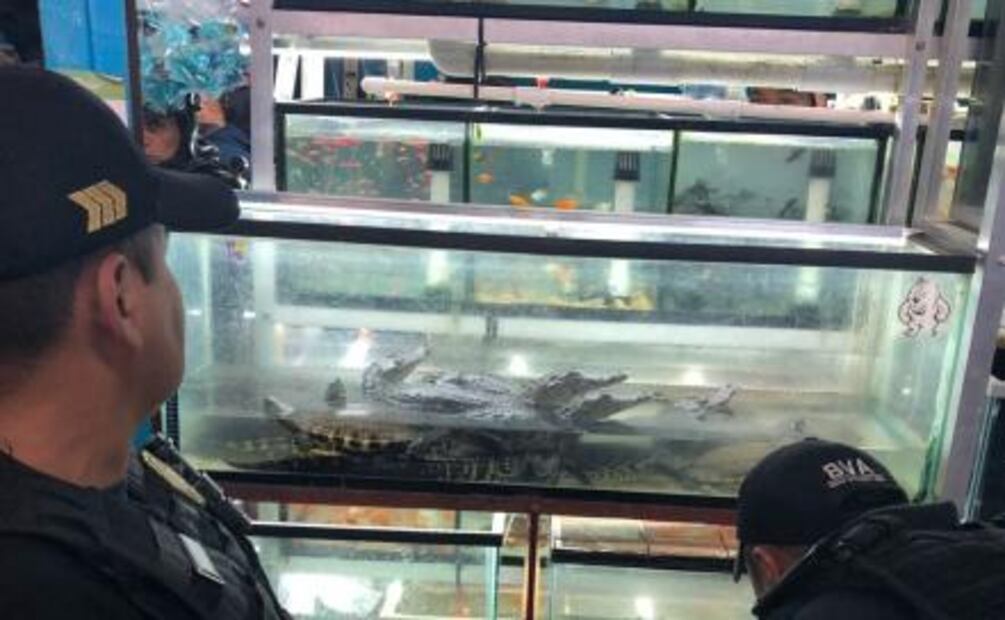 Decomisan cocodrilos, serpientes y tortugas en mercado de la colonia Morelos