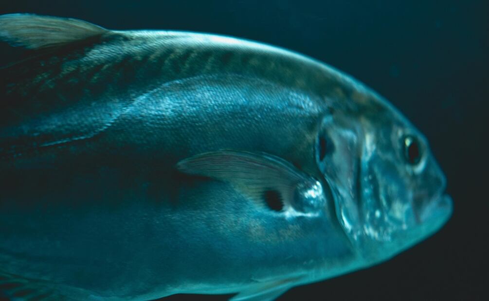 Pesca de atún, una de las más sostenibles de los mares mexicanos. Foto ilustrativa / Pexels