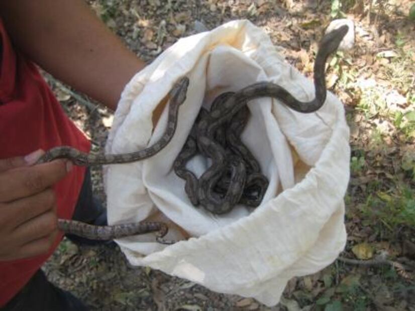 Rescata Profepa cinco ejemplares de fauna silvestre en Colima