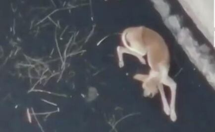 Preparan drones para rescatar a perros atrapados ante lava del volcán en La Palma