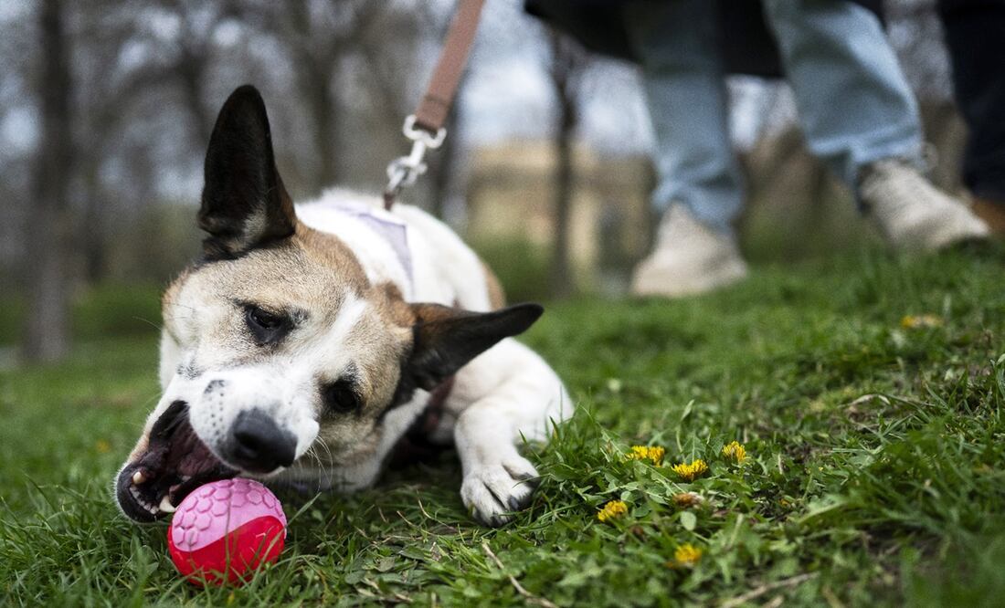 Los perritos reaccionarán frente al Eclipse de Sol.
Foto: AP / Denes Erdos, archivo