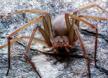 New recluse spider species discovered in Mexico
