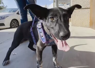 En liberación masiva de secuestrados en Zacatecas, rescatan a perrito que fue adoptado por el triatleta Victor Barrón