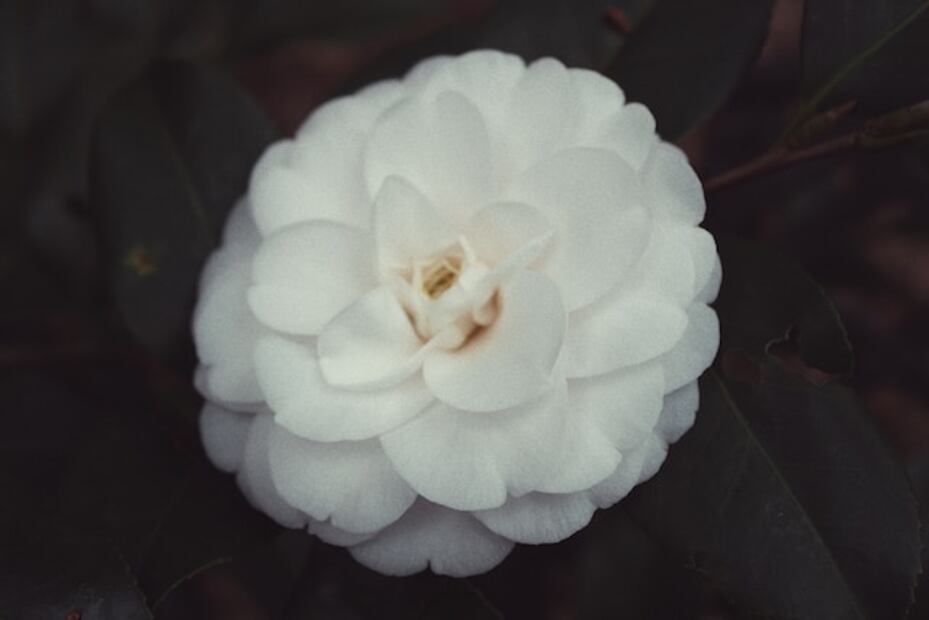 La flor camelia se apoderó de la Met Gala 2023. Foto Unsplash