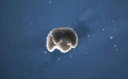 Por primera vez, crean "maquinas vivientes" a partir de células de rana