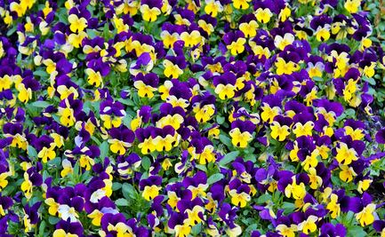 Cinco flores, cinco beneficios de incluirlas en tus comidas