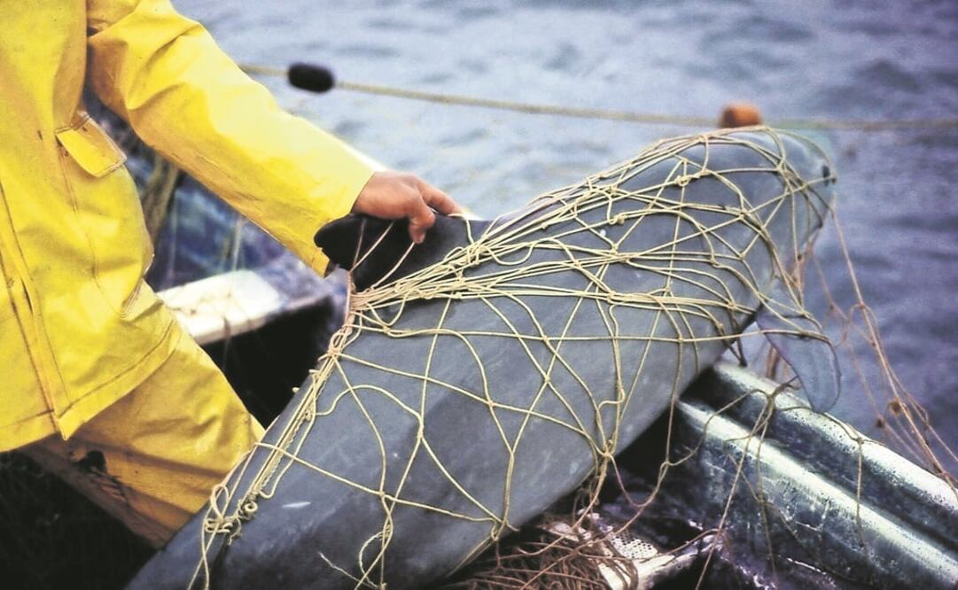 La especie se encuentra en peligro de extinción, una de las causas es porque se ha atorado en las redes de los pescadores, cuando éstos capturan totoaba. (CORTESIA WWF)