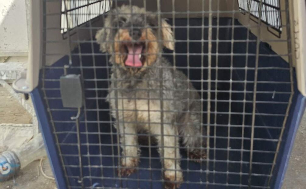 Los 4 perritos rescatados son de diferentes razas y edades y fueron puestos a disposición de la Unidad de Protección Animal (11/02/2025). Foto: Especial
