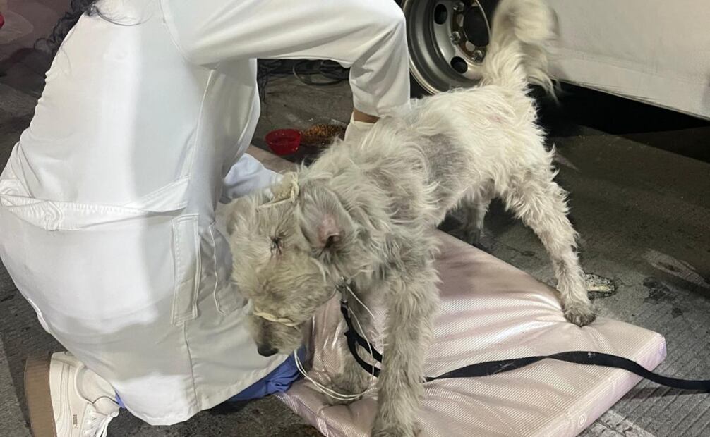 Los perros reciben atención veterinaria (17/12/2024). Foto: Especial