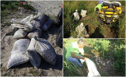 Profepa recupera 15 mil huevos de tortuga en Oaxaca