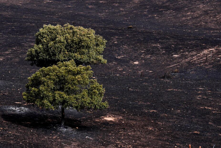 Incendio forestal en España.