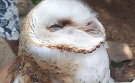 Lechuza de campanario, blanco de persecusión y asesinato por supersticiones; activistas piden catalogarla como especie en peligro  