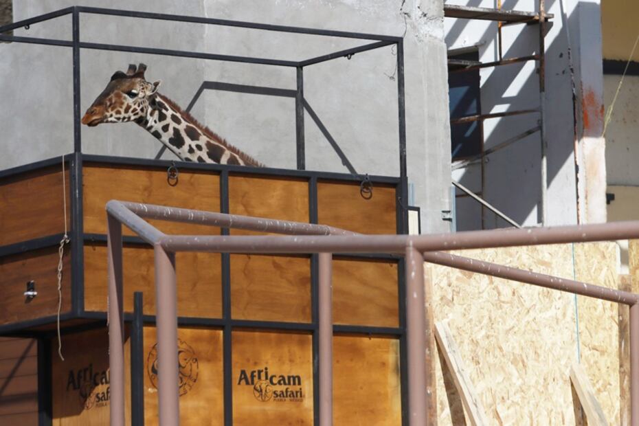 Jirafa Benito llega al Africam Safari en Puebla. Fotos: Christian Torres | EL UNIVERSAL