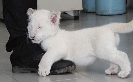 Nace cachorra de león blanco en zoológico de Tlaxcala