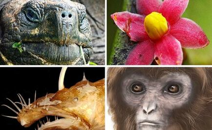 Facebook contribuye con el “Top Ten” de especies animales