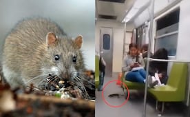 ¿Ratatouille eres tú? Captan a enorme rata en vagón del metro de la CDMX; higiene preocupa a usuarios