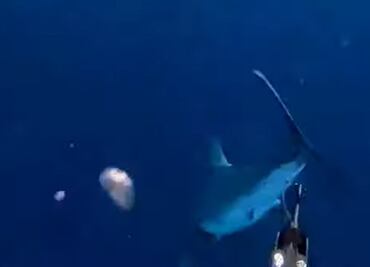 “Fue un ataque depredador": hombre sale a pescar, cae al agua y se encuentra frente a un tiburón