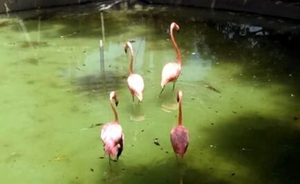 Profepa asegura una jirafa y 4 flamencos en zoológico de NL