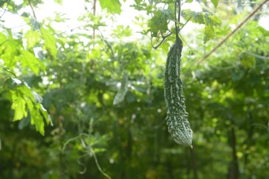 Conoce el melón que reduce los niveles de azúcar en sangre
