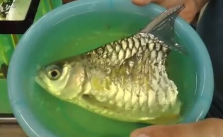 Pez logró sobrevivir 6 meses con la mitad de su cuerpo