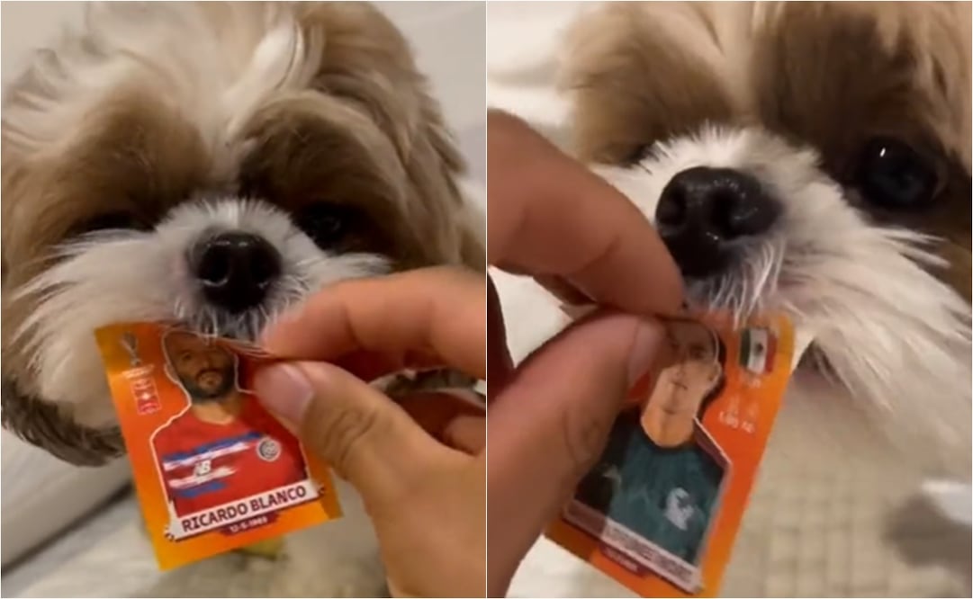 VIDEO: Perrito ayuda a su dueño a llenar el álbum del Mundial de Qatar 2022 / FOTO: ESPECIAL