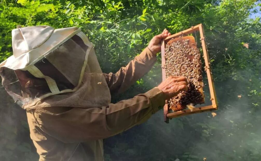 Plaga puede provocar disminución masiva de colmenas (12/01/2025). Foto: Especial