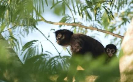 Denuncian presunta censura contra documental en Radio Televisión de Veracruz; interpretación fue miope y descontextualizada: productora